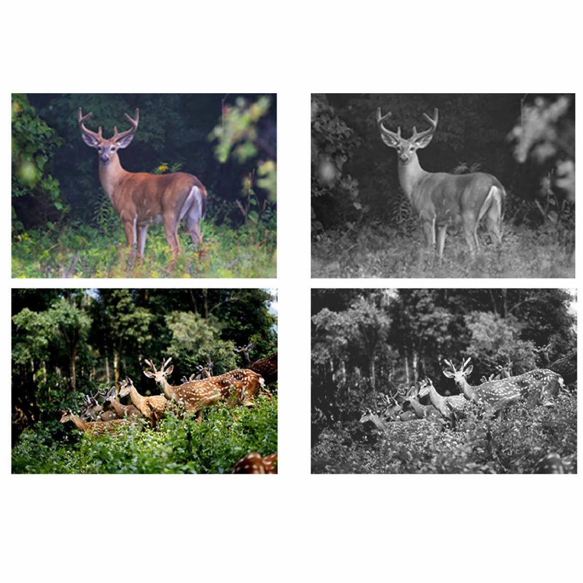 IP66 Waterproof Wireless Wildlife Camera With 1080P HD Night Vision