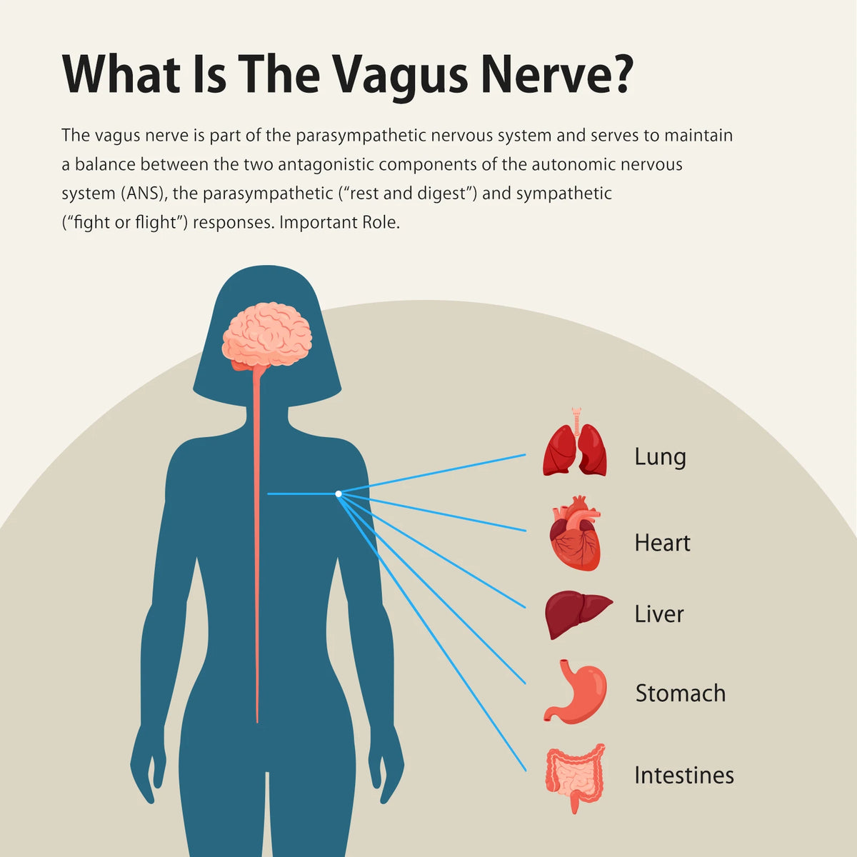 ZenoWell Vagus Nerve Stimulation Device For Deep Sleep Anxiety Relief
